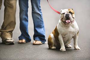 Legs of Caucasian couple with English Bulldog on leash.