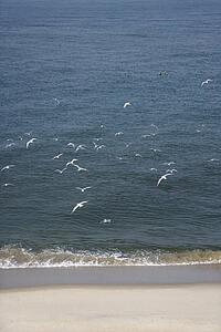 Aerial view of flock of seagulls in flight over beach.