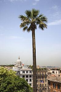 Tall palm tree with buildings in Rome, Italy.