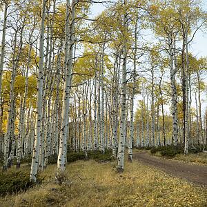 Aspen trees in Fall color in Utah.