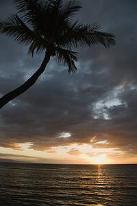 Sunset over Pacific Ocean with palm tree 