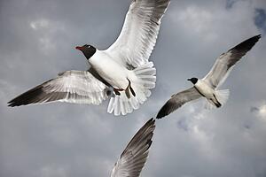 Seagulls in flight