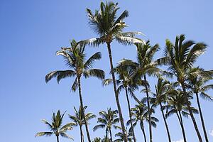Palm trees against blue sky in Maui, Hawaii.