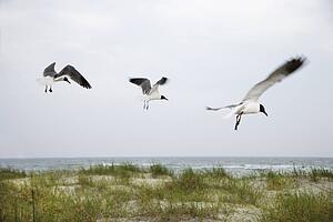 Three seagulls flying over beach