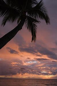 Palm tree on coast silhouetted against glowing sunset 