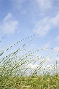 Beach grass swaying with the wind.
