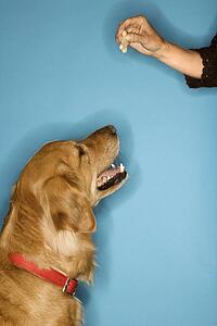Golden Retriever dog looking at hand with treat.