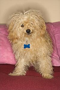 Portrait of mixed breed dog looking at viewer