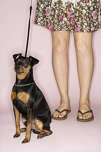 Caucasian woman legs with Miniature Pinscher dog on leash against pink background.