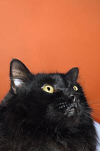 Black long haired cat looking up.