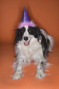 Black and white Border Collie mix dog wearing party hat.