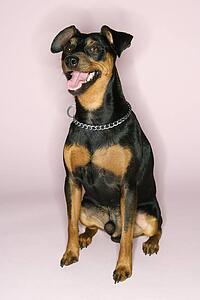 Portrait of Miniature Pinscher sitting with mouth open against pink background