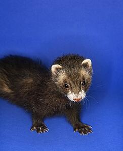 Brown ferret