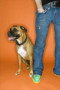 Young adult Caucasian male with hand in pocket with Boxer dog.