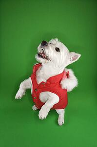 White terrier dog dressed in red coat standing on back haunches