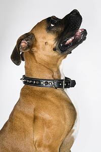 Boxer dog portrait
