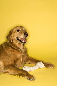 Golden Retriever dog with rawhide bone