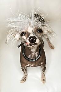 Chinese Crested dog portrait.