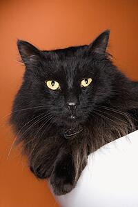 Black fluffy cat