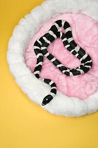 California Kingsnake in furry pet bed