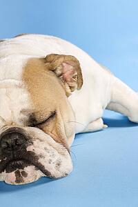Close-up of sleeping English Bulldog on blue background.