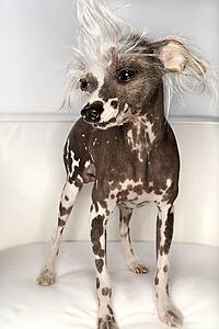 Chinese Crested dog portrait