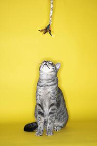 Gray striped cat looking up at toy