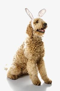 Goldendoodle dog in bunny ears