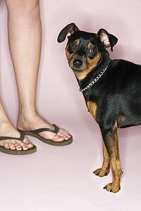 Caucasian female legs with Miniature Pinscher against pink background.