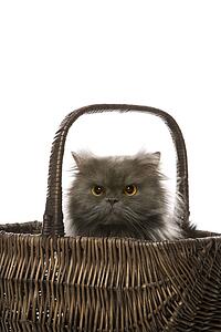 Gray Persian cat sitting in basket