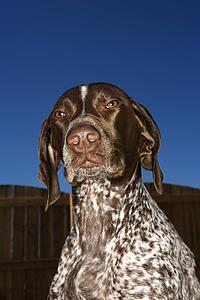 German Shorthaired Pointer with squinty eyes 