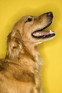 Golden Retriever dog profile