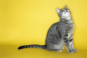 Gray striped cat looking up