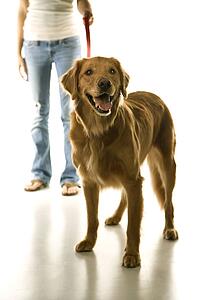 Golden Retriever dog on leash with adolescent female Caucasian.