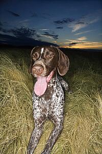 German Shorthaired Pointer with panting tongue in field at sunset. 
