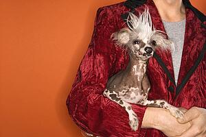 Male wearing velvet jacket and holding Chinese Crested dog