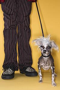Chinese Crested dog on leash standing next to man's legs.