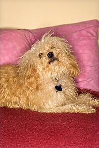 Portrait of mixed breed dog looking up. 