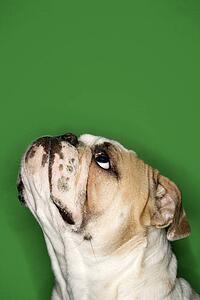 Close-up side view of English Bulldog 