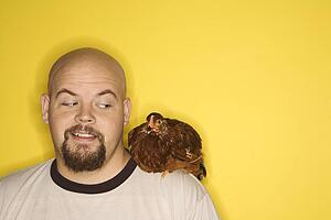 Man looking at Golden Laced Wyandotte chicken on his shoulder