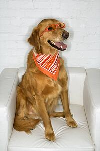 Golden Retriever dog wearing sunglasses and bandana.