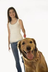 Golden Retriever dog on leash with adolescent female in background.