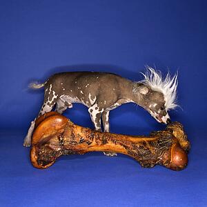 Chinese Crested dog smelling big bone