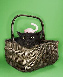 Black fluffy cat in basket with toy mouse on head