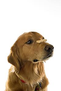 Golden Retriever dog balancing treat on nose.