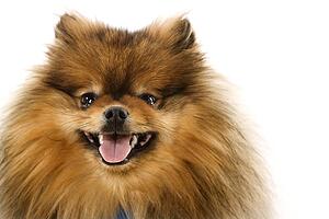 Pomeranian dog portrait