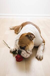 English Bulldog lying on floor sniffing long-stemmed red rose.