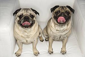 Two Pug dogs sitting in chair