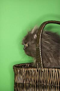Gray Persian cat sitting in basket