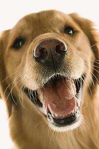 Close up of Golden Retriever dog